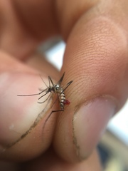 Aedes triseriatus