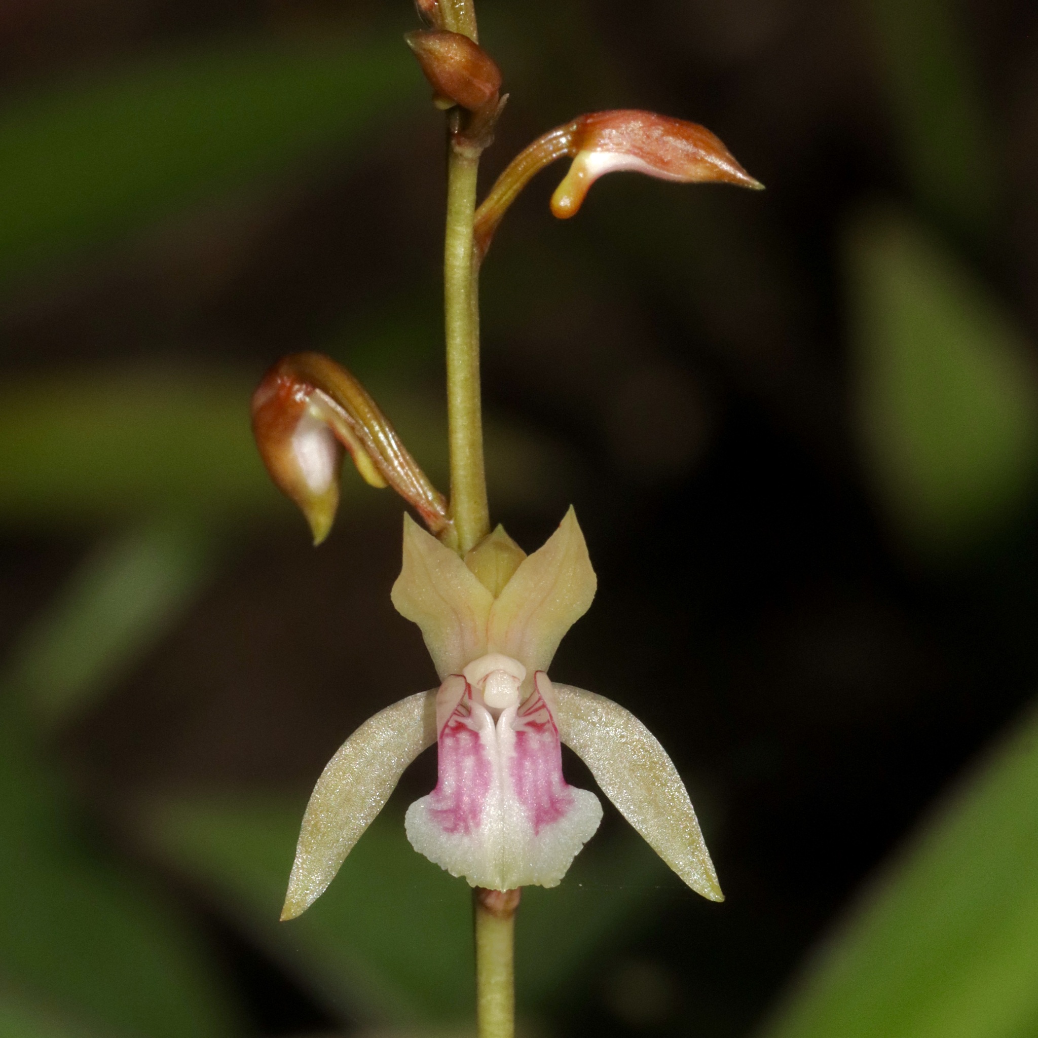 Eulophia maculata