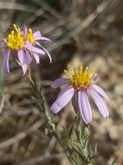 Galatella aragonensis