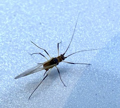 Tuberolachnus salignus