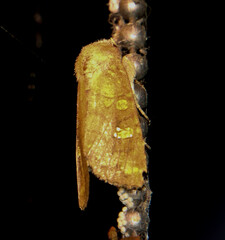 Hydroeciodes azteca