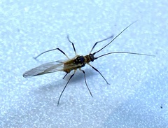 Tuberolachnus salignus