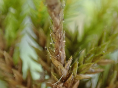 Climacium dendroides