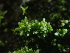 Bryum