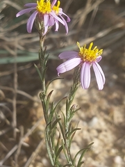 Galatella aragonensis