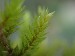 Climacium dendroides