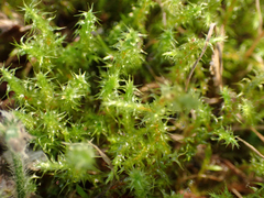 Rhytidiadelphus squarrosus