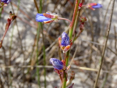 Heliophila linearis