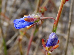 Heliophila linearis