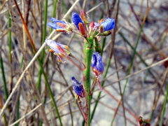 Heliophila linearis