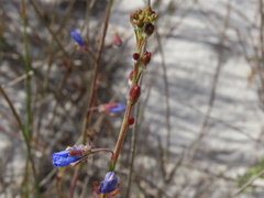 Heliophila linearis