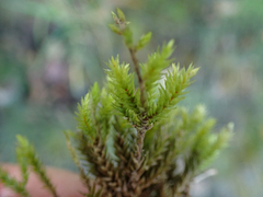 Climacium dendroides
