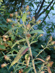 Canadanthus modestus