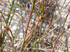 Heliophila linearis