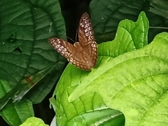 Tanaecia pelea