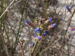 Heliophila linearis