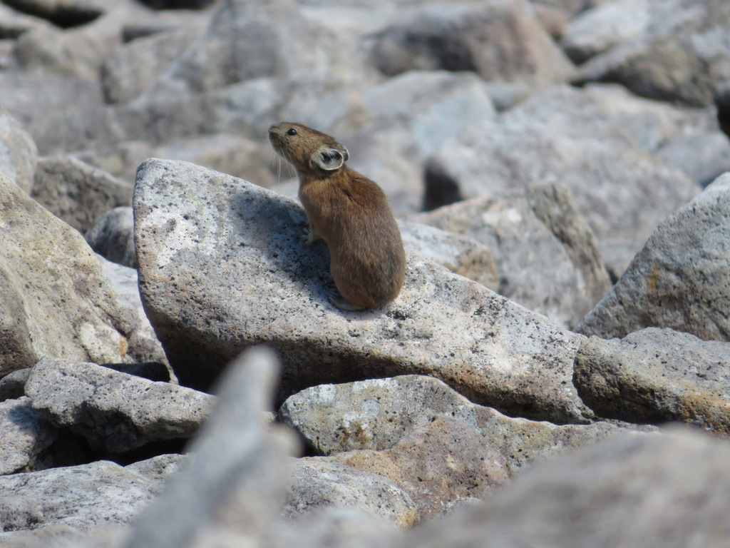 Northern Pika