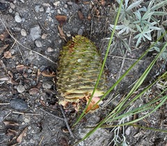 Abies magnifica shastensis