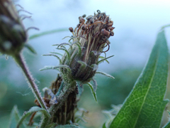 Canadanthus modestus