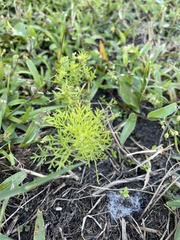 Eupatorium capillifolium