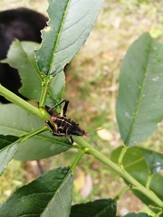 Sphenarium purpurascens