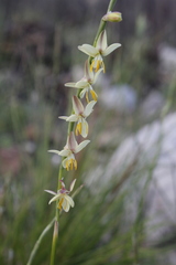 Hesperantha radiata