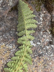 Dryopteris fragrans