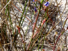 Heliophila linearis