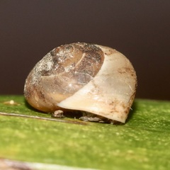 Helicinae