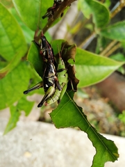 Sphenarium purpurascens