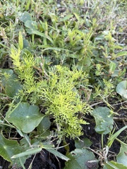 Eupatorium capillifolium