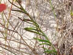 Heliophila linearis