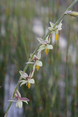 Hesperantha radiata