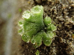 Riccia frostii