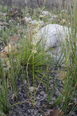 Hesperantha radiata