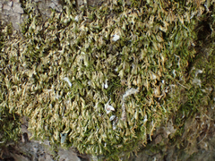 Homalia trichomanoides