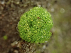 Riccia cavernosa