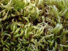 Homalothecium fulgescens