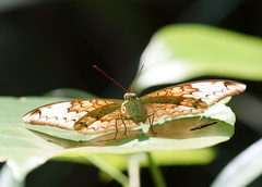 Tanaecia julii odilina