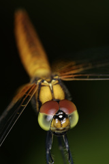 Aethriamanta brevipennis