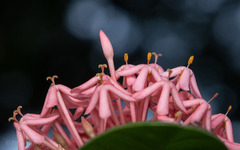 Ixora coccinea
