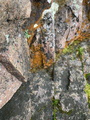 Xanthomendoza weberi