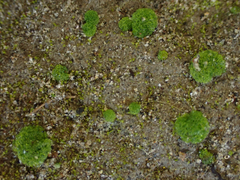 Riccia cavernosa