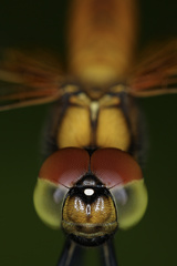 Aethriamanta brevipennis