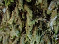 Homalia trichomanoides