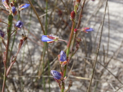 Heliophila linearis