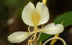 Hedychium flavescens
