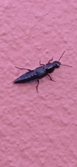 Staphylinini
