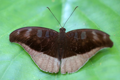 Tanaecia julii odilina