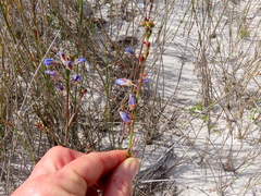 Heliophila linearis